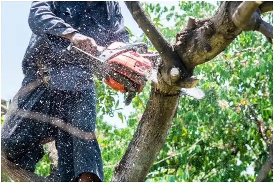 tree services Browntown